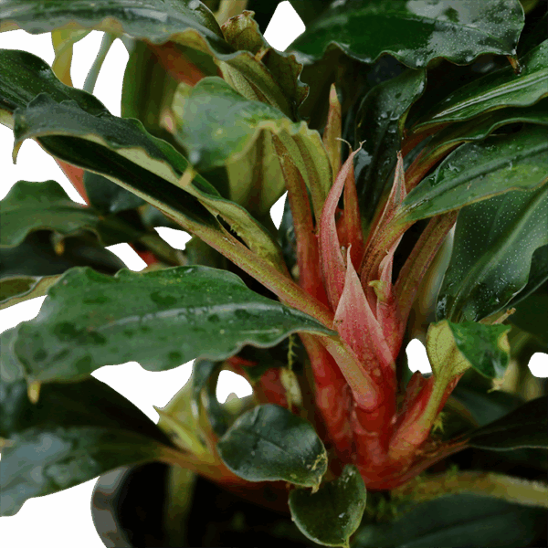 Tropica Bucephalandra sp. 'Red'