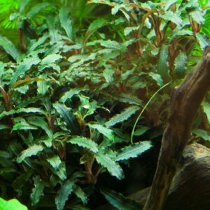 Tropica Bucephalandra sp. 'Red'