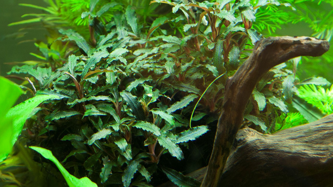 Bucephalandra sp. 水草 Bucephalandra sp.Ghost west kalimantan 水草