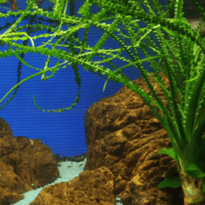 Tropica Crinum calamistratum