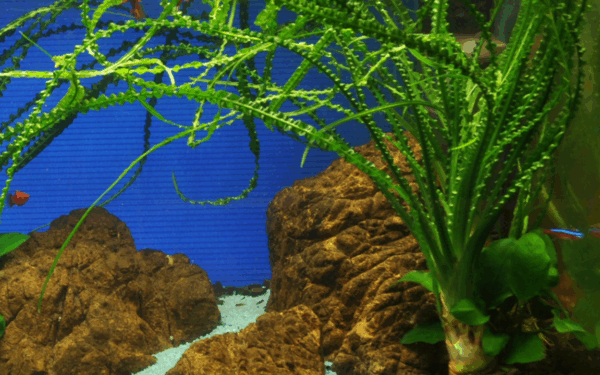 Tropica Crinum calamistratum