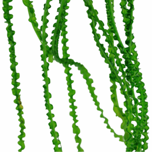 Tropica Crinum calamistratum