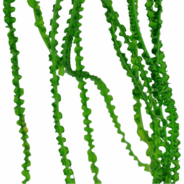 Tropica Crinum calamistratum