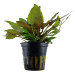 Tropica Cryptocoryne wendtii 'Tropica'