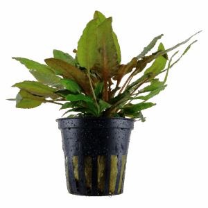 Tropica Cryptocoryne wendtii 'Tropica'