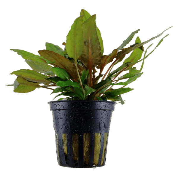 Tropica Cryptocoryne wendtii 'Tropica'