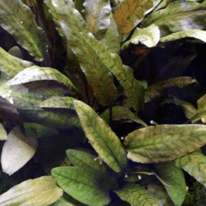Tropica Cryptocoryne wendtii 'Tropica'