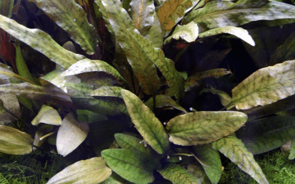 Tropica Cryptocoryne wendtii 'Tropica'