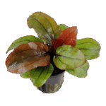 Tropica Echinodorus 'Reni'