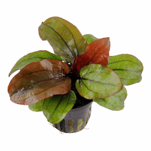 Tropica Echinodorus 'Reni'