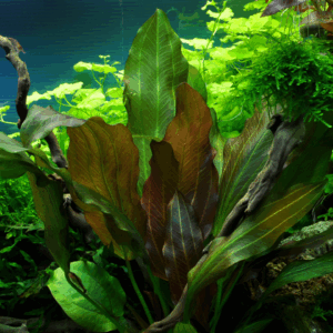 Tropica Echinodorus 'Reni'