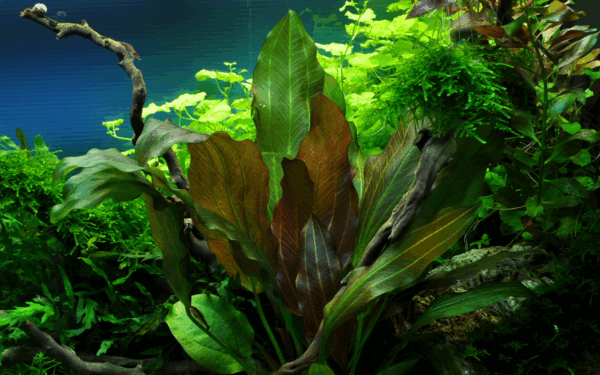 Tropica Echinodorus 'Reni'