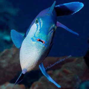 Odonus Niger Triggerfish