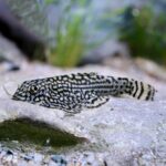 Hillstream Loach