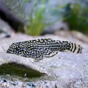 Hillstream Loach
