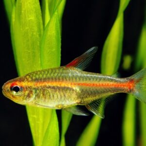 Glowlight Tetra