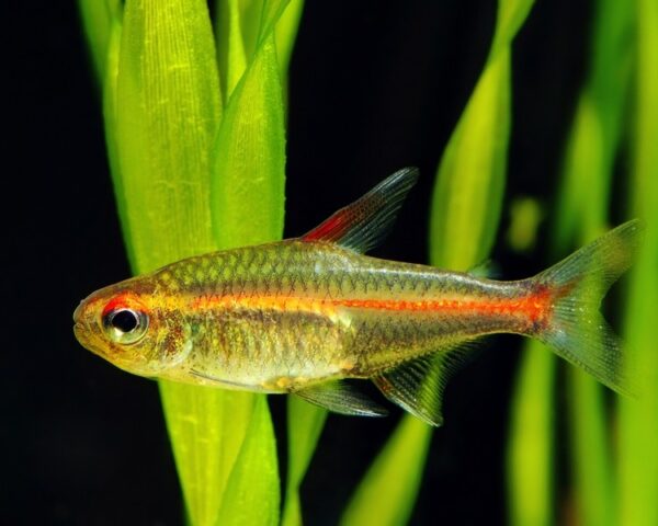 Glowlight Tetra