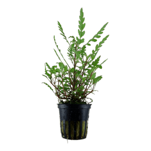 Tropica Hygrophila pinnatifida