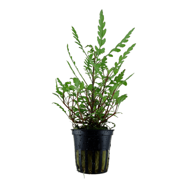 Tropica Hygrophila pinnatifida