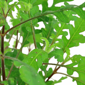 Tropica Hygrophila pinnatifida - Image 3