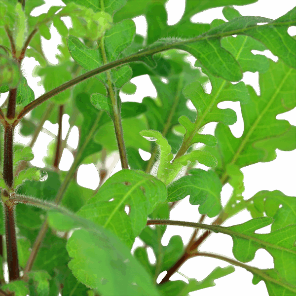 Hygrophila pinnatifida2