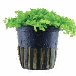 Micranthemum tweediei 'Monte Carlo'