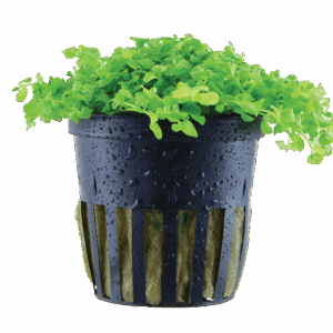 Micranthemum tweediei 'Monte Carlo'