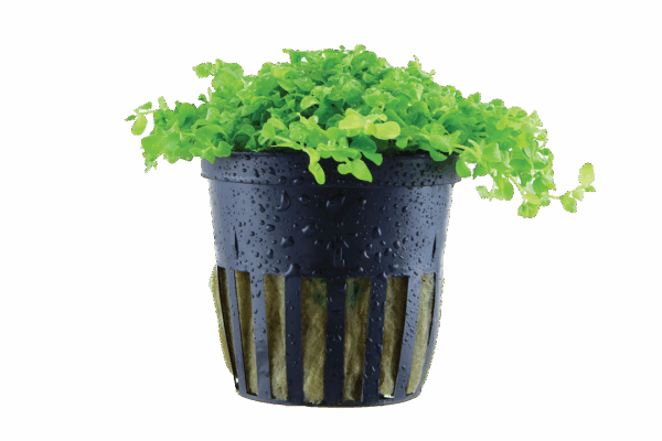 Micranthemum tweediei 'Monte Carlo' Micranthemum tweediei 'Monte Carlo'