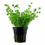 Tropica Micranthemum Umbrosum