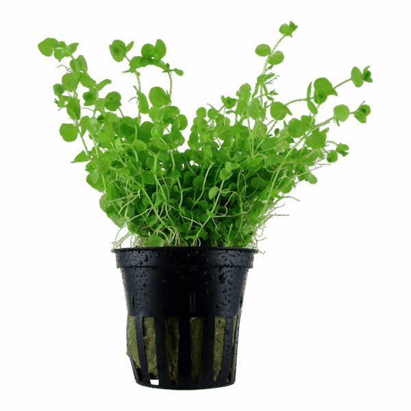 Micranthemum umbrosum Tropica Micranthemum Umbrosum