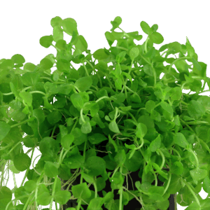 Tropica Micranthemum Umbrosum