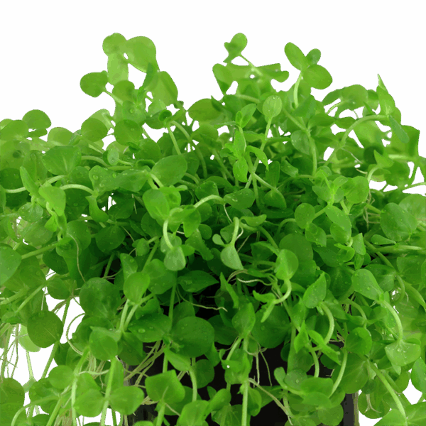 Tropica Micranthemum Umbrosum