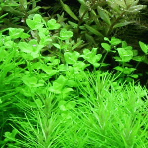 Tropica Micranthemum Umbrosum