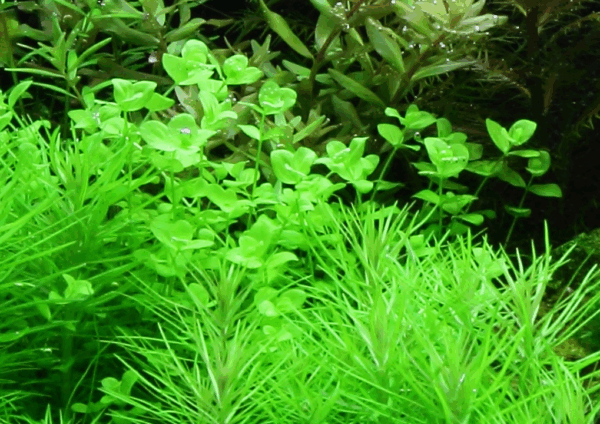 Tropica Micranthemum Umbrosum