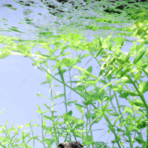 Tropica Micranthemum Umbrosum