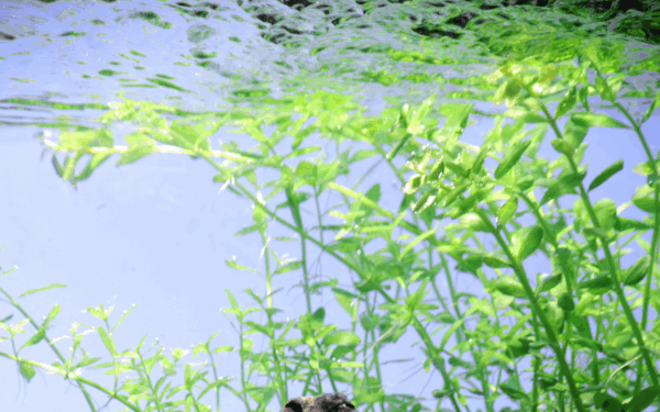 Tropica Micranthemum Umbrosum