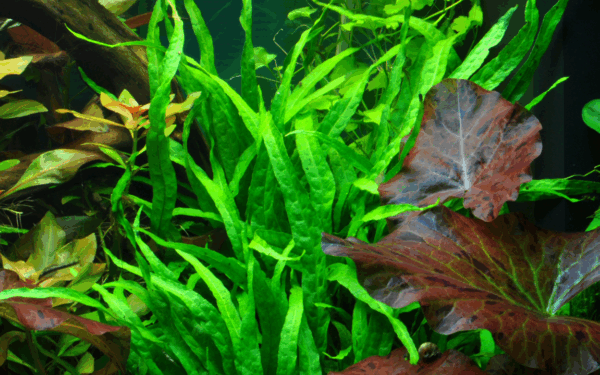 Tropica Microsorum Pteropus 'Narrow' Java Fern