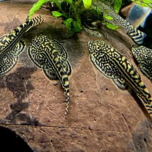 Hillstream Loach