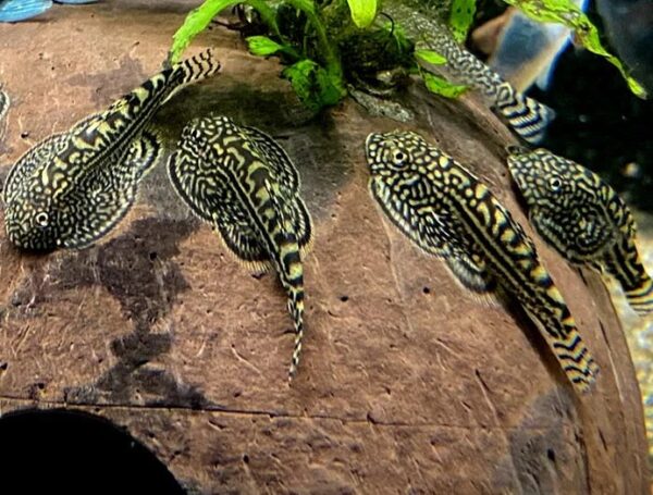 Hillstream Loach