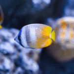 Sunburst Klein Butterflyfish