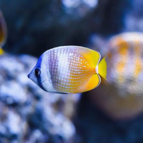Sunburst Klein Butterflyfish
