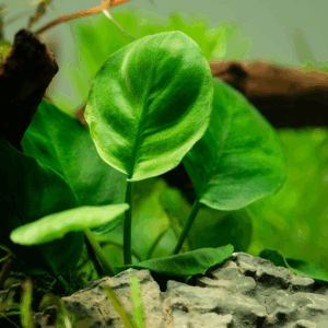 Tropica Anubias barteri ’Coin Leaf’