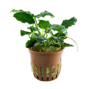 Tropica Anubias barteri var. nana ’Kirin’ Tropica Anubias barteri var. nana ’Kirin’