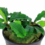 Tropica Bucephalandra pygmaea 'Bukit Kelam'