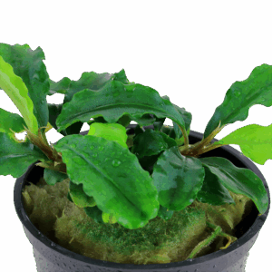 Tropica Bucephalandra pygmaea 'Bukit Kelam'