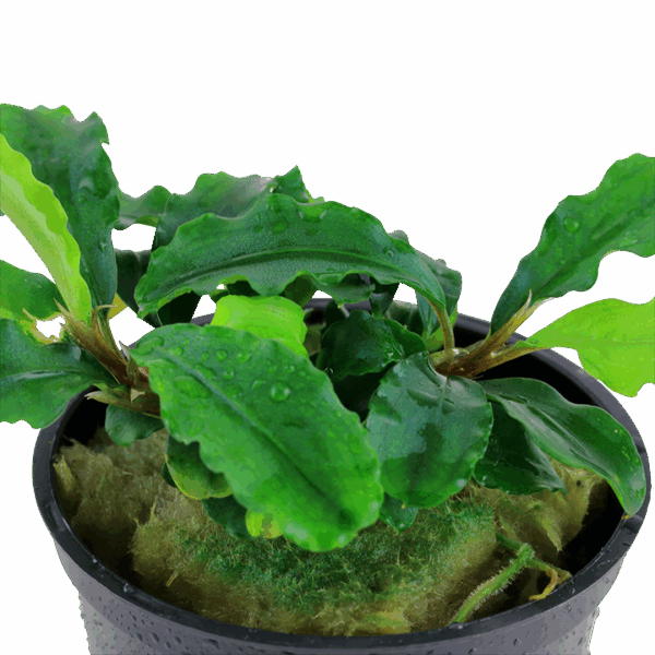 Tropica Bucephalandra pygmaea 'Bukit Kelam' Tropica Bucephalandra pygmaea 'Bukit Kelam'