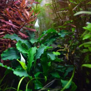 Tropica Bucephalandra pygmaea 'Bukit Kelam'