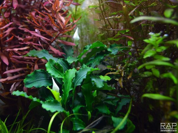 Tropica Bucephalandra pygmaea 'Bukit Kelam'