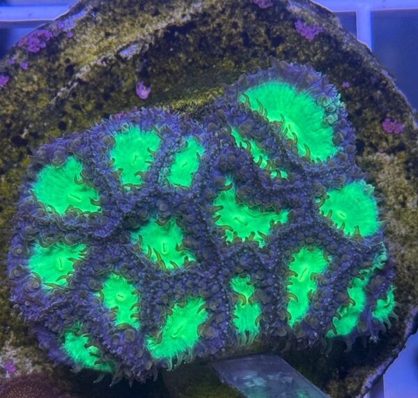 WhatsApp Image 2025-09-22 at 18.54.26_ecfeb743 Blastomussa Wellsi