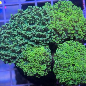 Fine Grape Frogspawn